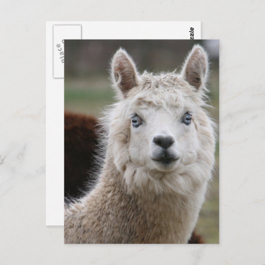 Carte Postale Alpaca bleu (Devant / Derrière)