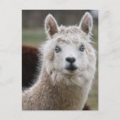 Carte Postale Alpaca bleu (Devant)