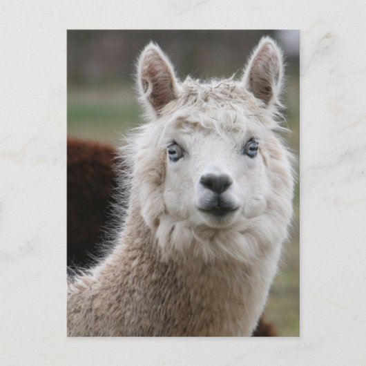 Carte Postale Alpaca bleu (Devant)