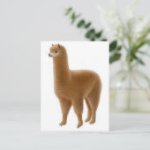 Carte postale Alpaca Brown (Debout devant)