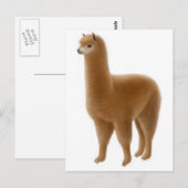 Carte postale Alpaca Brown (Devant / Derrière)