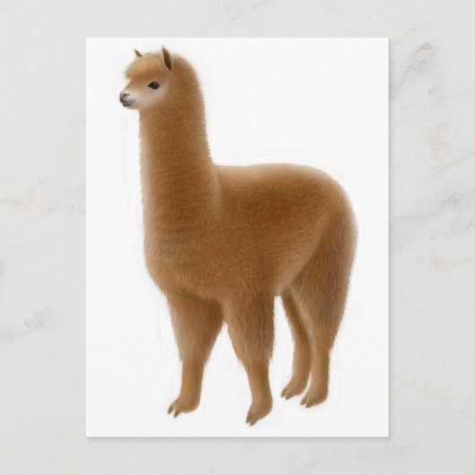 Carte postale Alpaca Brown (Devant)
