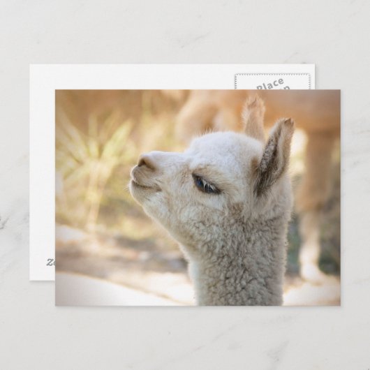 Carte postale Alpaca Celeste (Devant / Derrière)