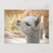 Carte postale Alpaca Celeste (Devant)