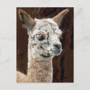 Carte postale Alpaca de plusieurs couleurs