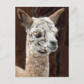 Carte postale Alpaca de plusieurs couleurs (Devant)