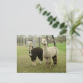 Carte Postale Alpaca Duo (Debout devant)
