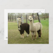 Carte Postale Alpaca Duo (Devant / Derrière)