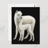 Carte postale Alpaca et Cria (Devant / Derrière)