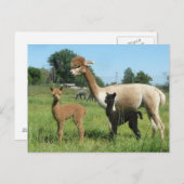 Carte Postale Alpaca Et Deux Criques (Devant / Derrière)