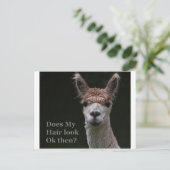 Carte Postale Alpaca funny hairstyle (Debout devant)