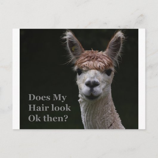 Carte Postale Alpaca funny hairstyle (Devant)