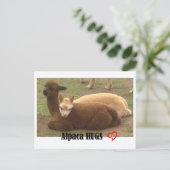 Carte postale Alpaca Hugs (Debout devant)