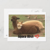 Carte postale Alpaca Hugs (Devant / Derrière)