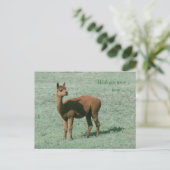 Carte postale - Alpaca - J'aurais aimé que vous so (Debout devant)