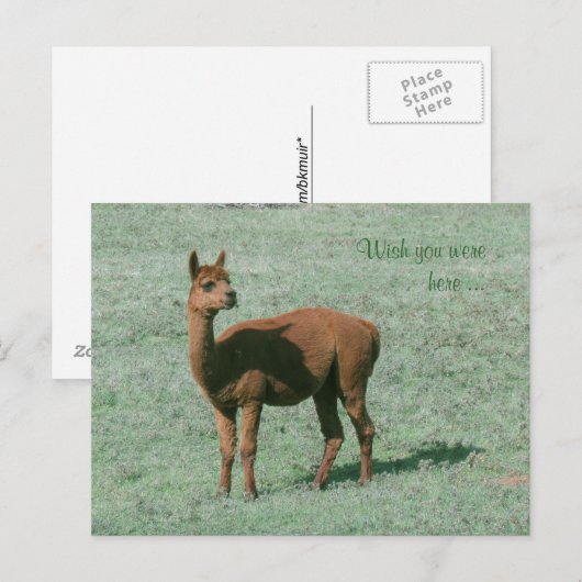 Carte postale - Alpaca - J'aurais aimé que vous so (Devant / Derrière)