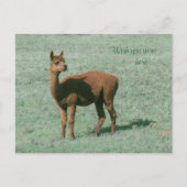 Carte postale - Alpaca - J'aurais aimé que vous so (Devant)