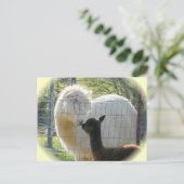 Carte postale Alpaca Kisses (Debout devant)
