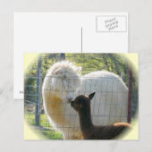Carte postale Alpaca Kisses (Devant / Derrière)