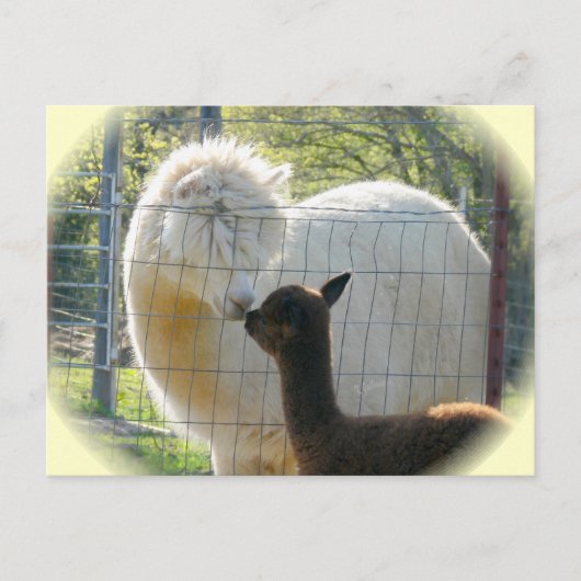 Carte postale Alpaca Kisses (Devant)