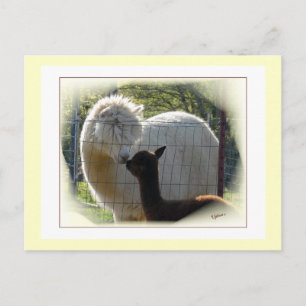 Carte postale Alpaca Kisses