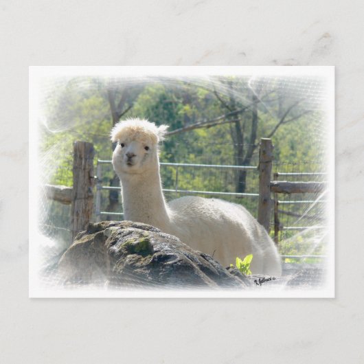 Carte postale Alpaca Lace (Devant)