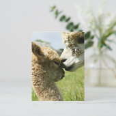 Carte Postale Alpaca Love (Debout devant)