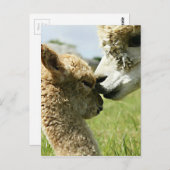 Carte Postale Alpaca Love (Devant / Derrière)