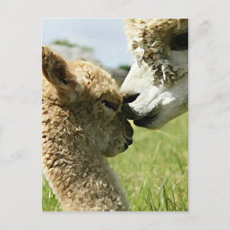 Carte Postale Alpaca Love