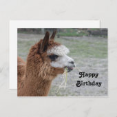Carte Postale Alpaca Mangeant du Foins Photo d'Anniversaire d'An (Devant / Derrière)