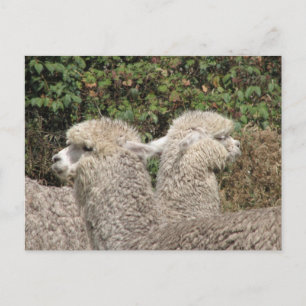 Carte Postale Alpaca, Parque Llaviucu, Equateur