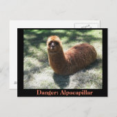 Carte Postale Alpacapillar (Devant / Derrière)