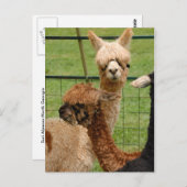 Carte Postale Alpacas (Devant / Derrière)