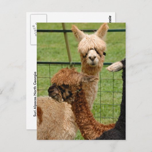 Carte Postale Alpacas (Devant / Derrière)