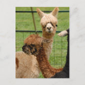 Carte Postale Alpacas (Devant)