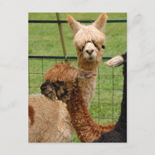 Carte Postale Alpacas (Devant)