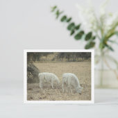 Carte Postale alpacas (Debout devant)