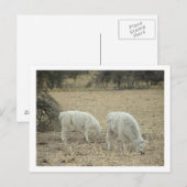 Carte Postale alpacas (Devant / Derrière)
