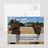Carte Postale Alpacas à Templeton, Californie (Devant / Derrière)