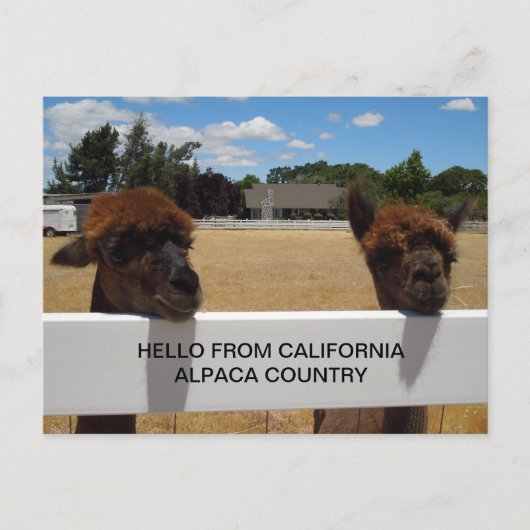 Carte Postale Alpacas à Templeton, Californie (Devant)