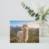 Carte Postale alpaga (Debout devant)