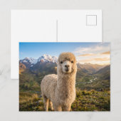 Carte Postale alpaga (Devant / Derrière)
