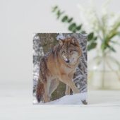 Carte Postale alphawolf mongol dans la neige (Debout devant)
