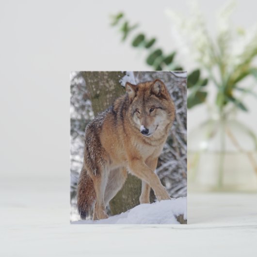 Carte Postale alphawolf mongol dans la neige (Debout devant)