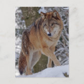 Carte Postale alphawolf mongol dans la neige (Devant)