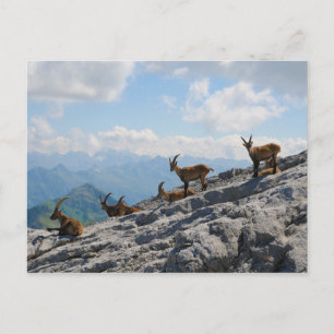 Carte Postale Alpine Ibex Chèvres sauvages de montagne