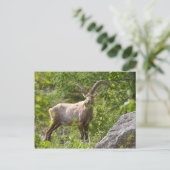 Carte Postale Alpine ibex manger feuille (Debout devant)