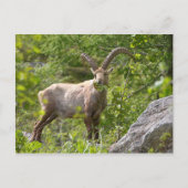 Carte Postale Alpine ibex manger feuille (Devant)