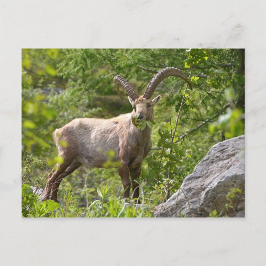 Carte Postale Alpine ibex manger feuille (Devant)