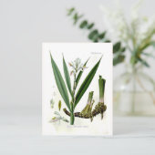 Carte Postale Alpinia officinarum (Galangal) (Debout devant)